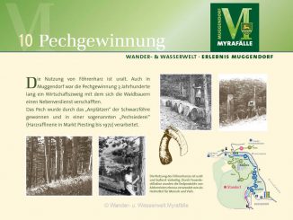 10.) Pechgewinnung