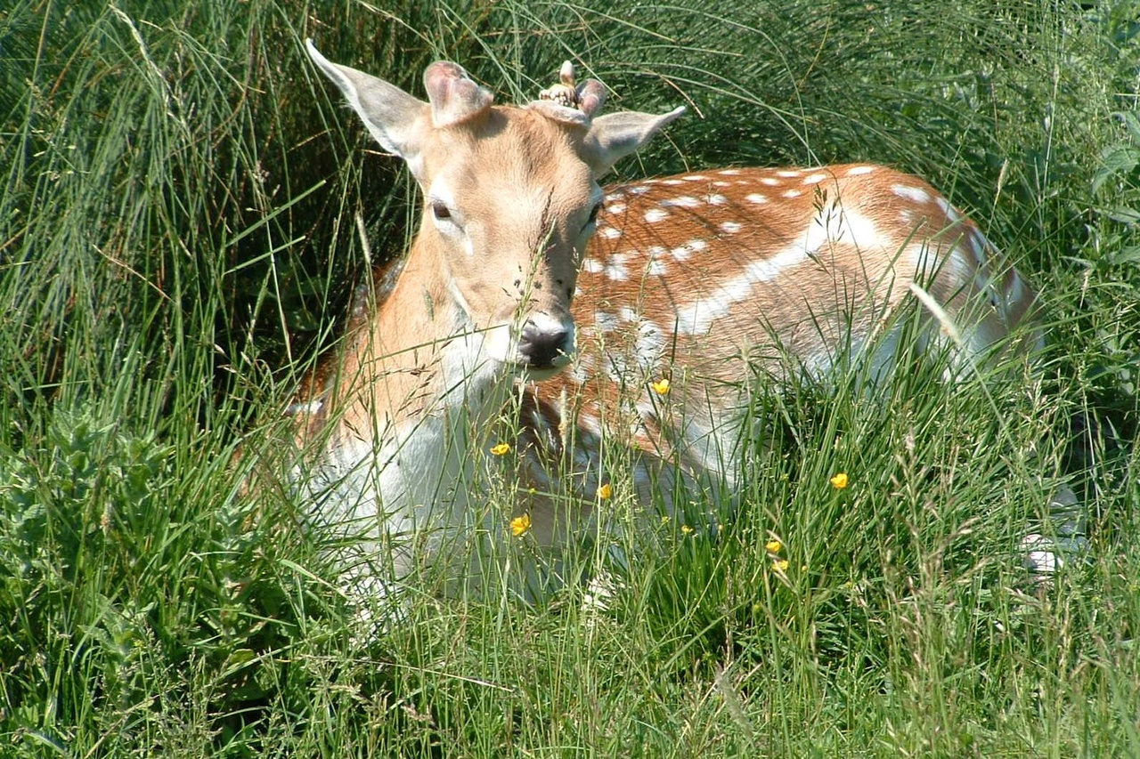 11) Tiere des Waldes