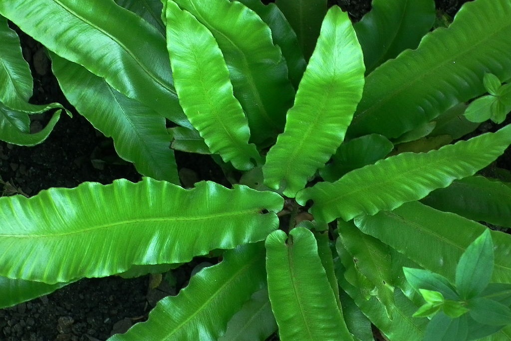 Hirschzungenfarn (Asplenium scolopendrium)