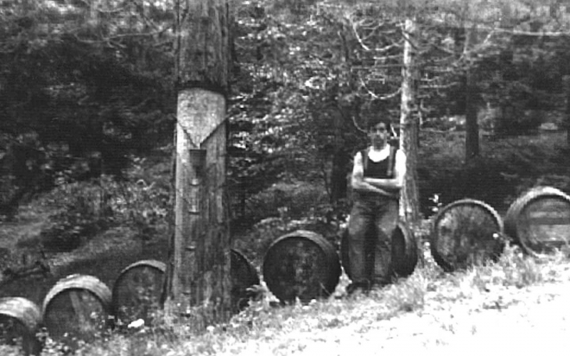 Ein Pecher bei der Pause Pechgewinnung