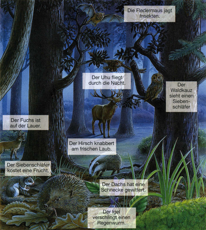 Tiere des Waldes bei Nacht Themenstation 11.) Tiere des Waldes