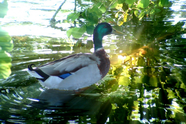 7.) Flora Fauna