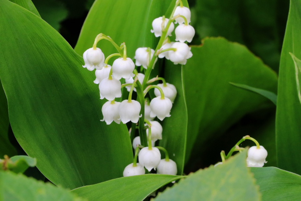 7.) Flora Fauna
