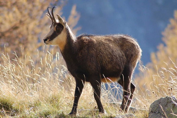 Gams   |    © Foto: jean-marc reyes 8.) Jagd