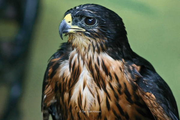 Habicht   |    © Foto: Tan Kian Khoon 8.) Jagd