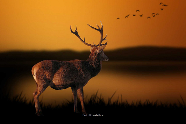 Hirsch    |      Foto ©  <a href="https://pixabay.com/de/users/costelbcc-4206515/" target="_blank">costelbcc</a> / by pixabay / CC0 Public Domain 8) Jagd