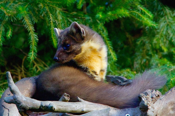 Der Europäische Iltis oder Waldiltis (Mustela putorius)    |      Foto ©  <a href="https://pixabay.com/de/users/422737-422737/" target="_blank">422737</a> / by pixabay / CC0 Public Domain 8.) Jagd